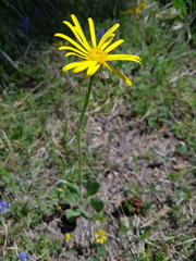 Senecio provincialis