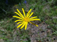 Senecio provincialis