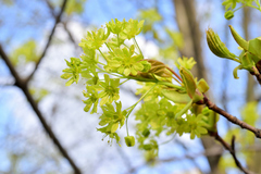 Acer platanoides
