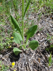 Senecio provincialis