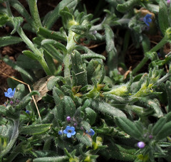 Buglossoides incrassata