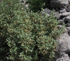 Phlomis chrysophylla