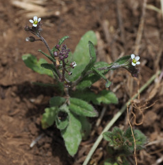 Arabis nova