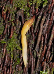 Australopacifica warragulensis