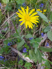 Senecio provincialis