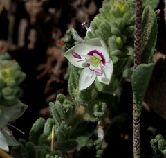Veronica polifolia
