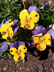 Viola
