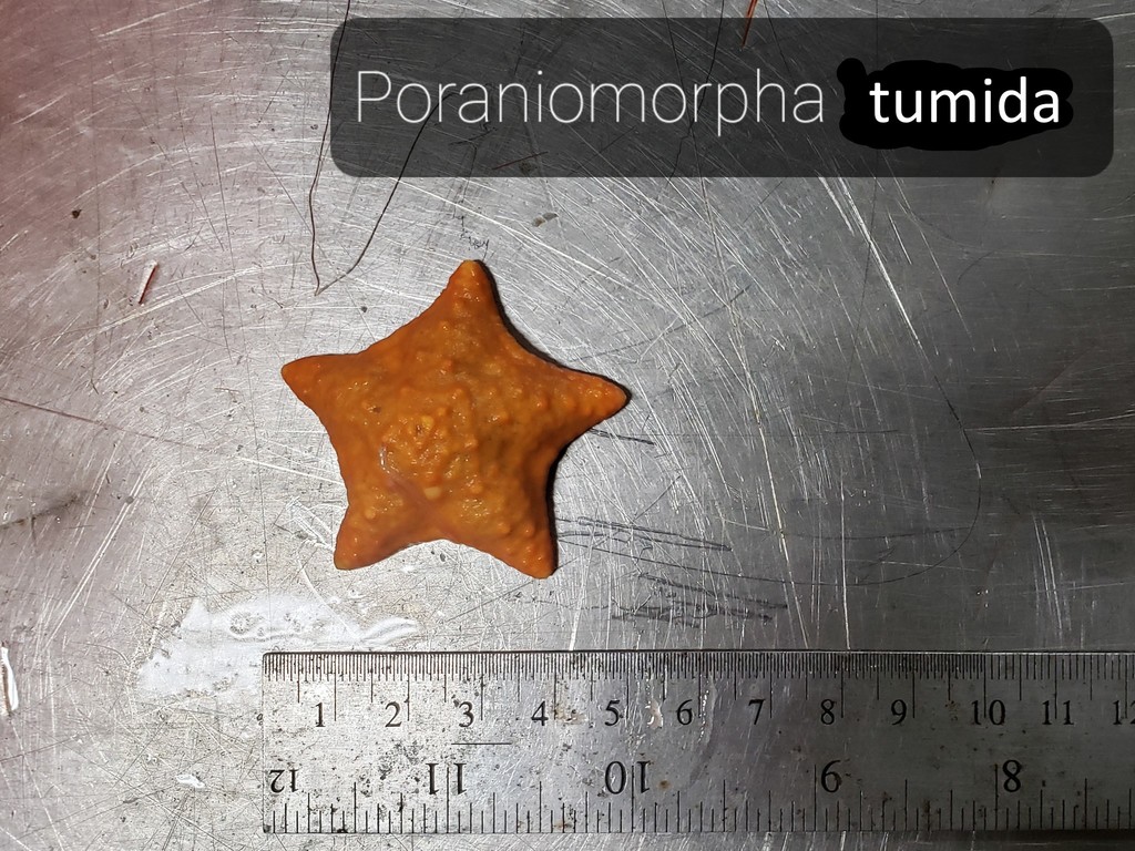 Poraniomorpha