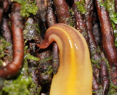 Australopacifica warragulensis