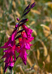 Gladiolus communis