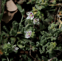 Veronica polifolia