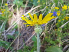 Senecio provincialis