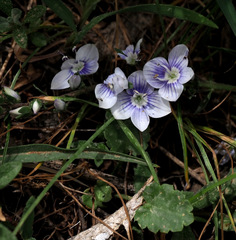 Veronica orientalis