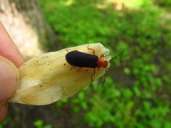 Neopyrochroa flabellata