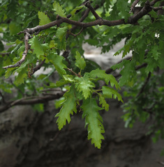 Quercus look