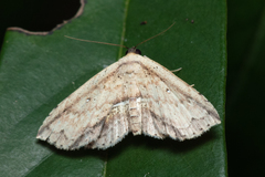 Hyposada ruptifascia