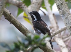Stactolaema leucotis