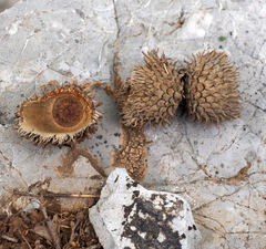 Quercus look