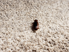 Stenolophus dissimilis