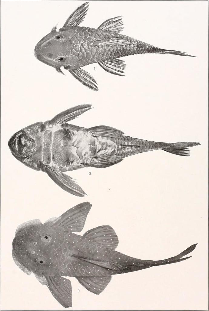 Corymbophanes