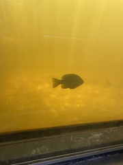 Lepomis macrochirus