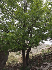 Quercus look