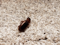 Stenolophus dissimilis