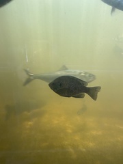 Lepomis macrochirus