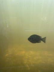 Lepomis macrochirus