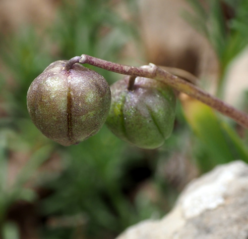 Rytinis hiacintas nuotrauka