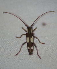 Saperda cretata