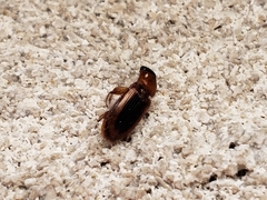 Stenolophus dissimilis