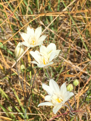 Triteleia peduncularis