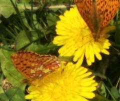 Boloria euphrosyne