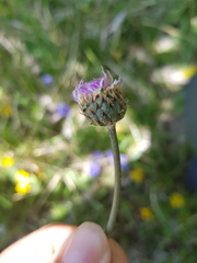 Klasea nudicaulis
