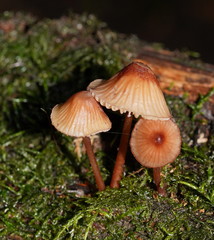 Mycena kuurkacea