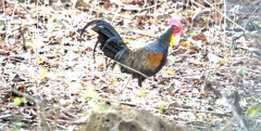 Gallus varius