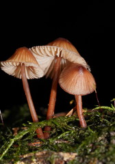 Mycena kuurkacea