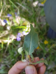 Klasea nudicaulis