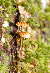 Marasmius