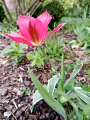 Tulipa