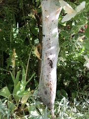 Eriogaster lanestris