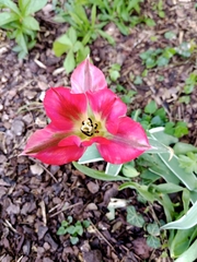 Tulipa
