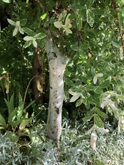 Eriogaster lanestris