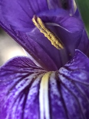 Iris hartwegii australis