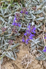 Salvia canescens