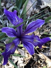 Iris hartwegii australis
