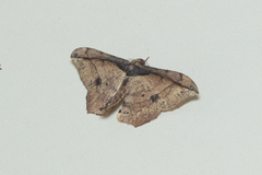 Hyposidra infixaria