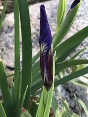 Iris hartwegii australis