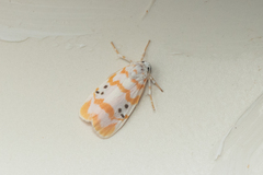 Cyana interrogationis